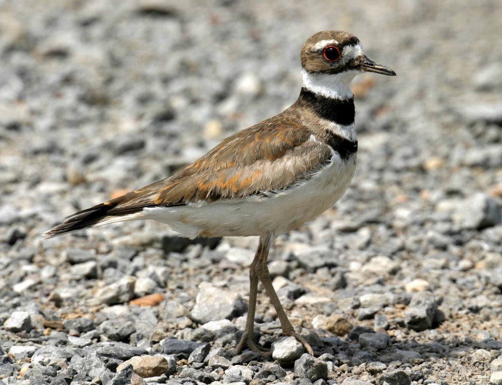 wikimedia_curt_hart_Killdeer_Charadrius_vociferus.jpg