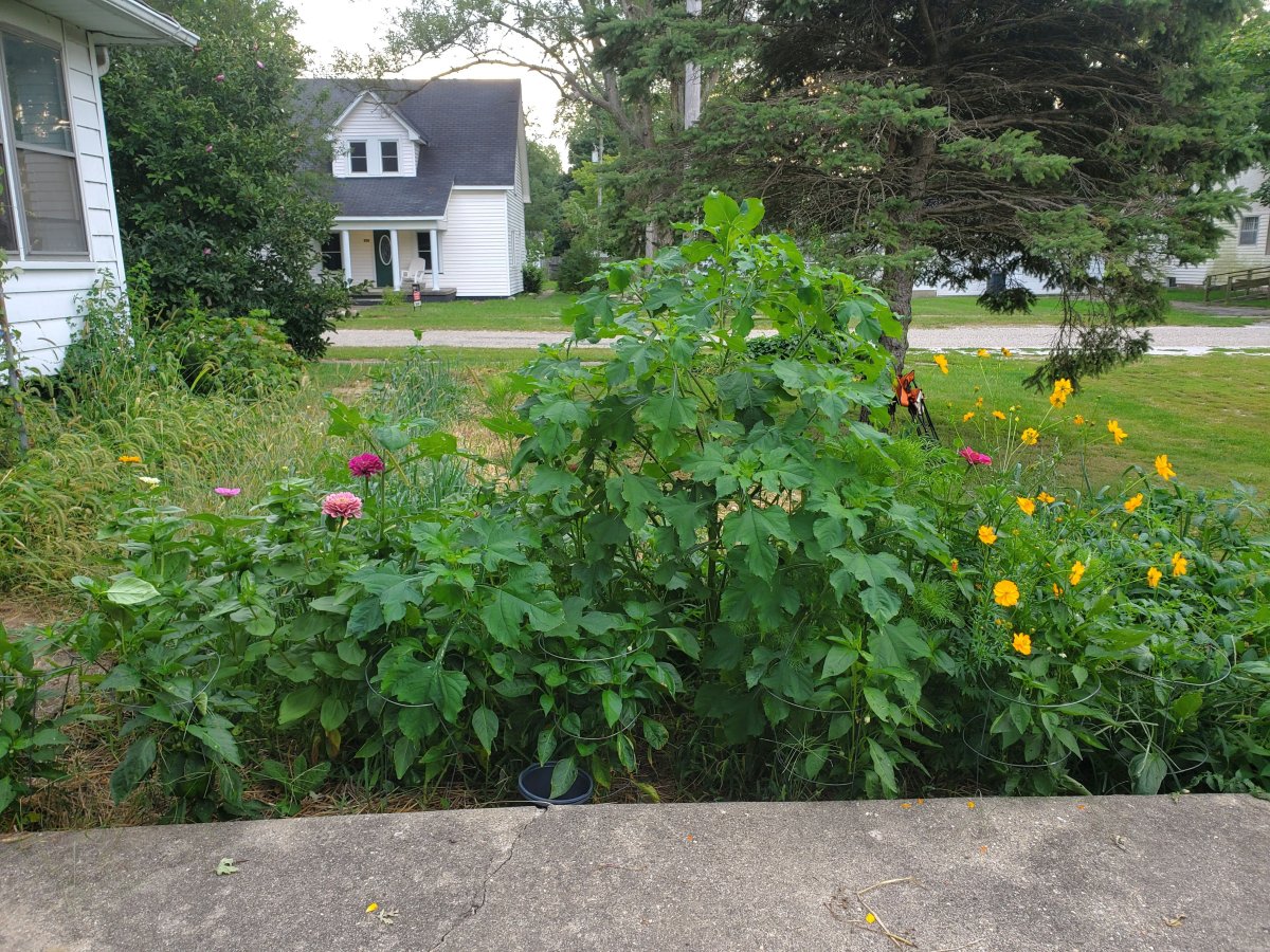 Wild flowers planted with oats and east of sweet peppers,  09-18-22.jpg
