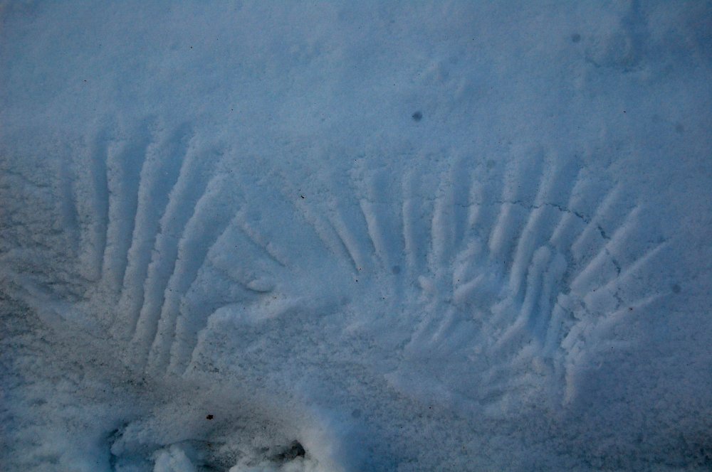 wings in snow.jpg