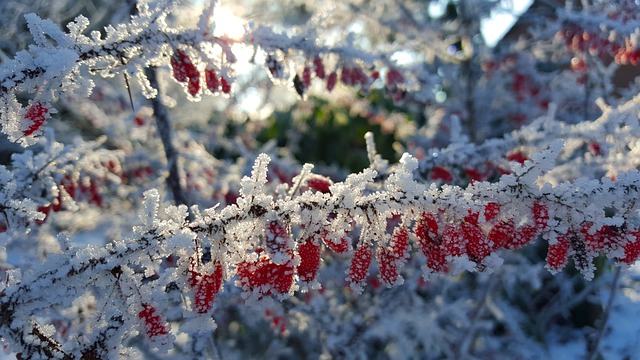 Protecting Your Garden Against The Winter Frost