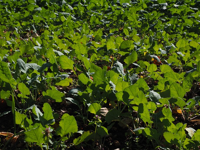 Gardening with Rabbit Manure