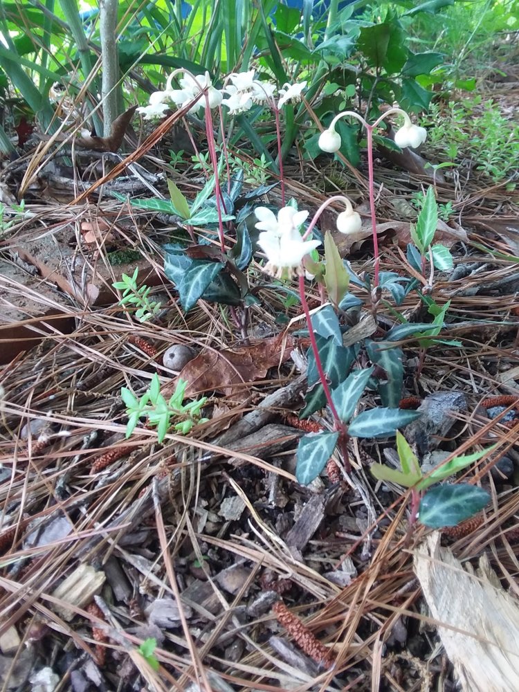 wintergreen 6.2018.jpg