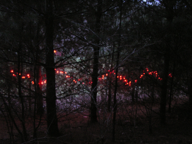WinterLightsRedInWoods28Dec2016.JPG