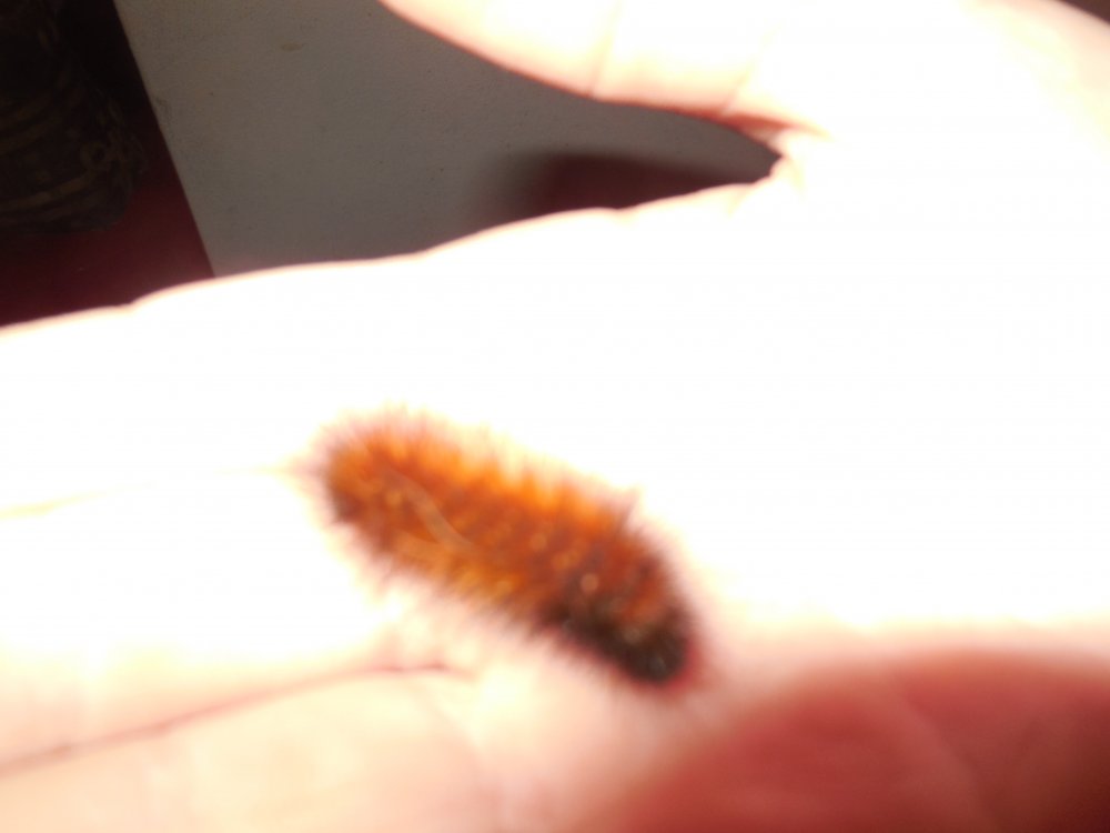 wooly worm.JPG