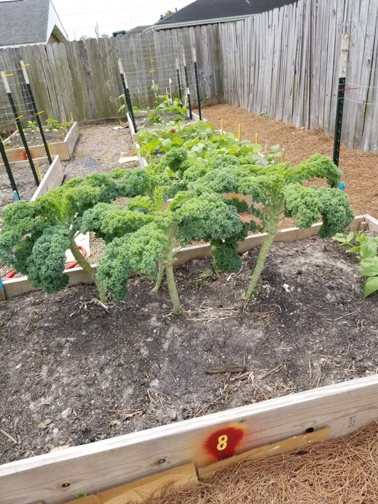 Wormy Kale.jpg