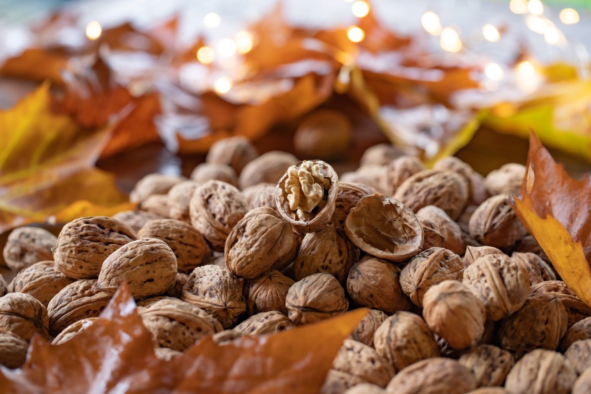 Growing Nuts at Home Growing Nuts at Home