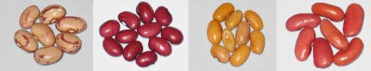 Wrens Egg,Pink Poded Burgundy Bolitas,Indian Woman Yellow,Louisiana Red Kidney.jpg