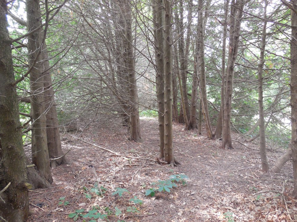 xThe path veers and continues.JPG