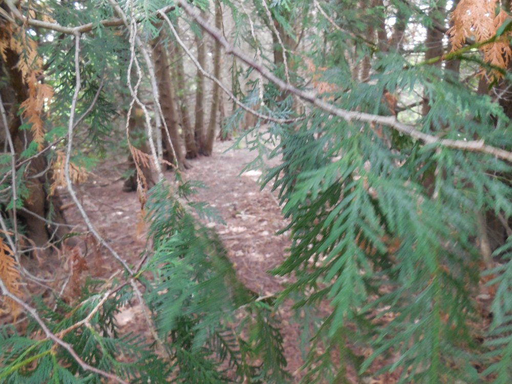 xThrough the guardian branches.JPG
