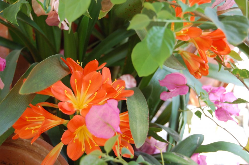 yel:orange clicia.jpg