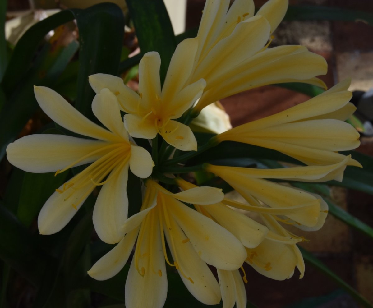 yellow clivia.jpg