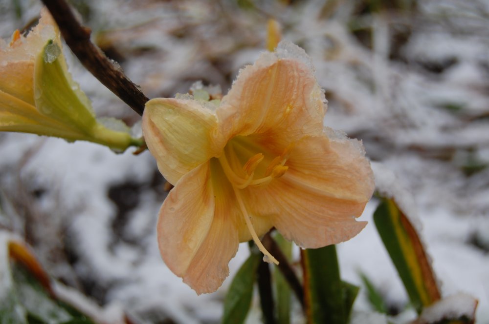 yellow frozen daylily.jpg