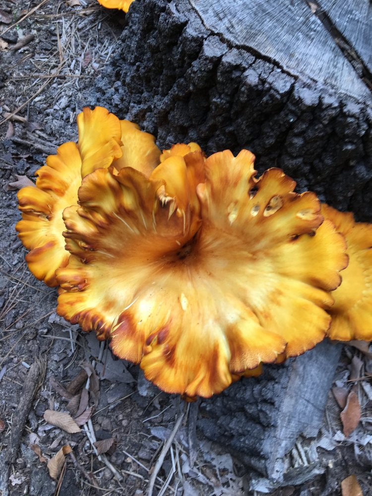 yellow fungus.JPG