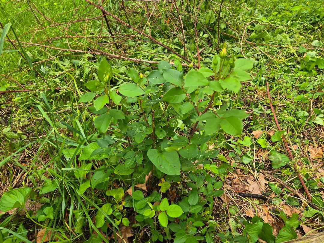 Yellow knockout freed from blackberries, 05-19-25, #1.jpg