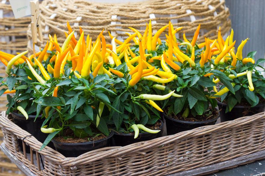 yellow-skinny-hot-pepper-plants-pepper-joes.jpg