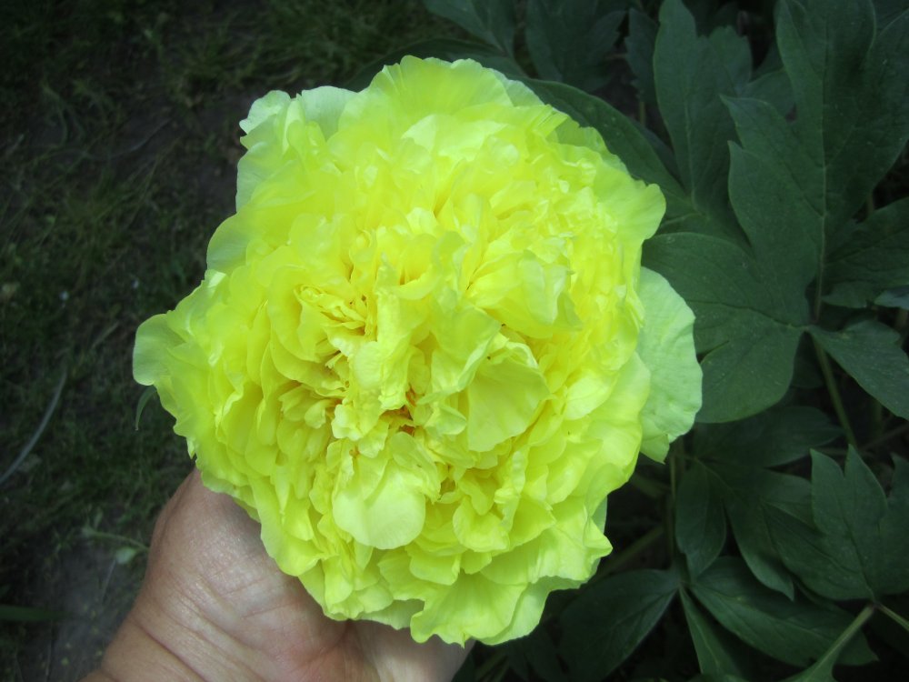 Yellow tree peony.JPG