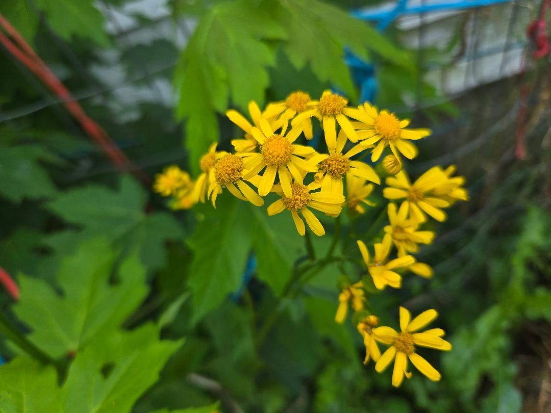 Yellow volunteer wildflower, 06-08-25, #2.jpg