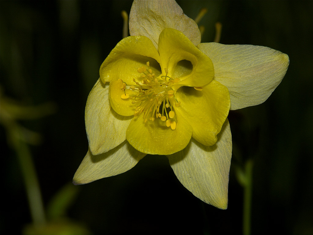Yellow_columbine_X6057147_06-05-2022-001.jpg