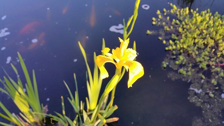 yellowiris.jpg