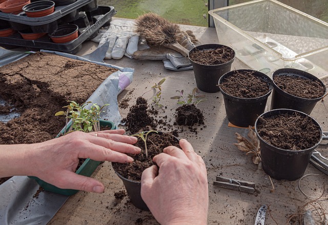 Using Coffee Grounds For Your Indoor Plants