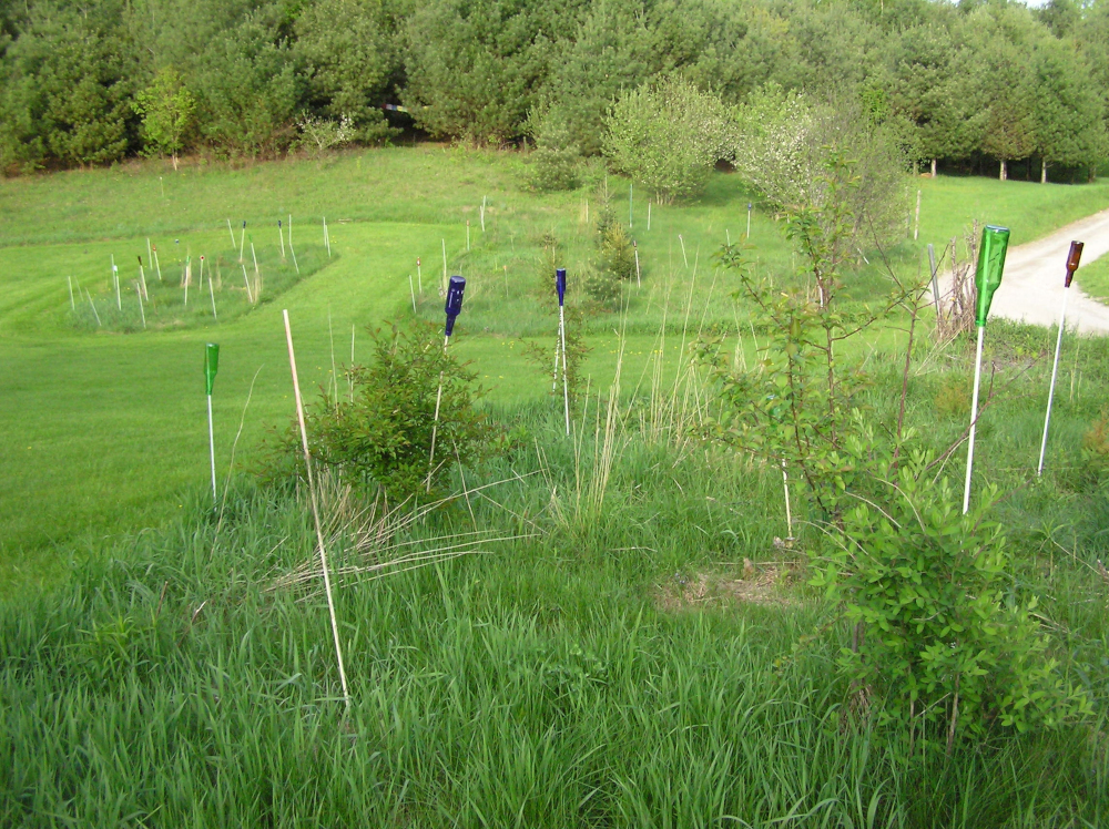 YoungAppleTrees.JPG