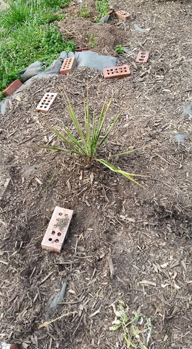 yucca.jpg