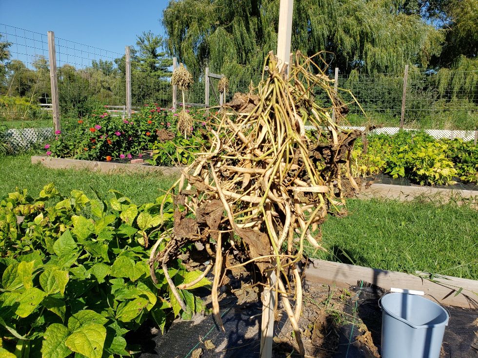 Z-Sun Dried Pods #1.jpg