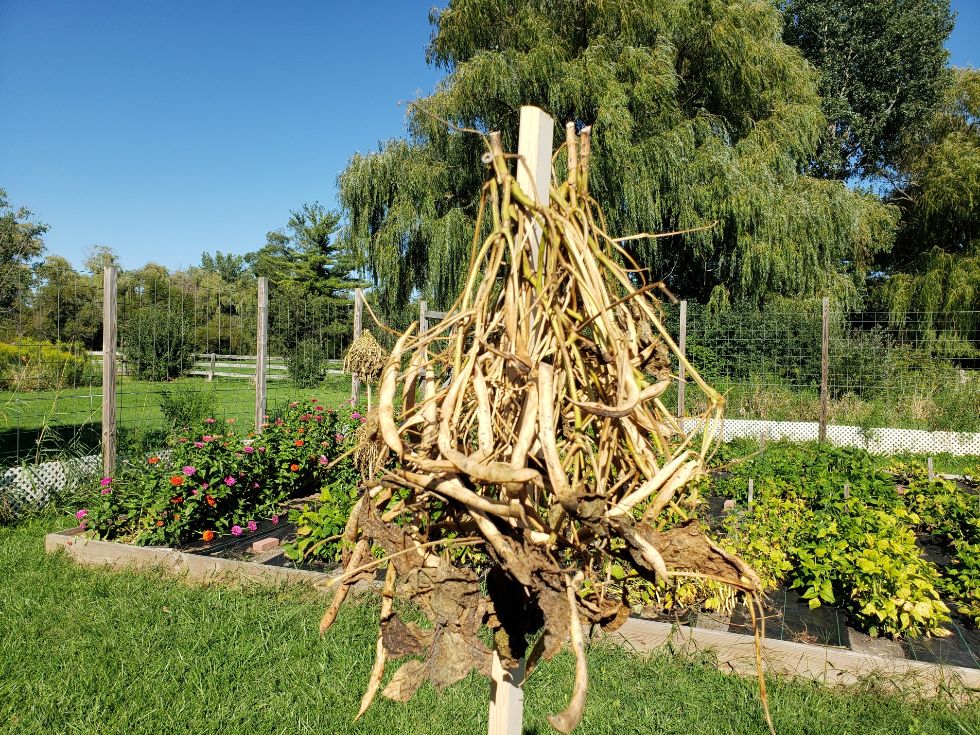 Z-Sun Dried Pods #2.jpg