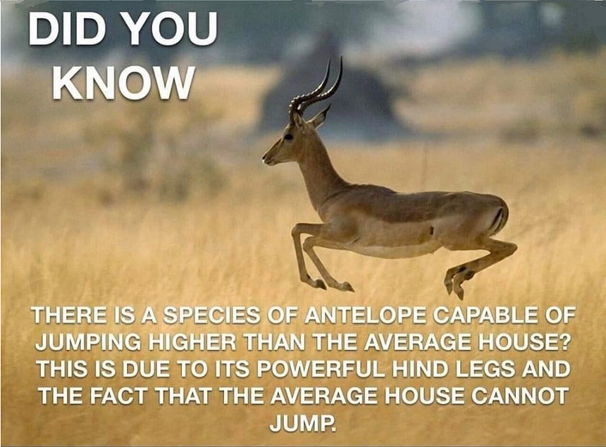 zantelope.png