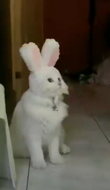 zcabbit.gif