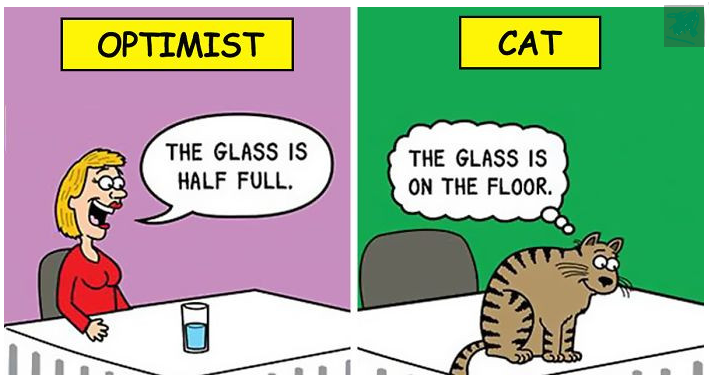 zcat.png