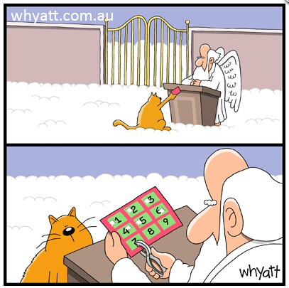 zcat.png