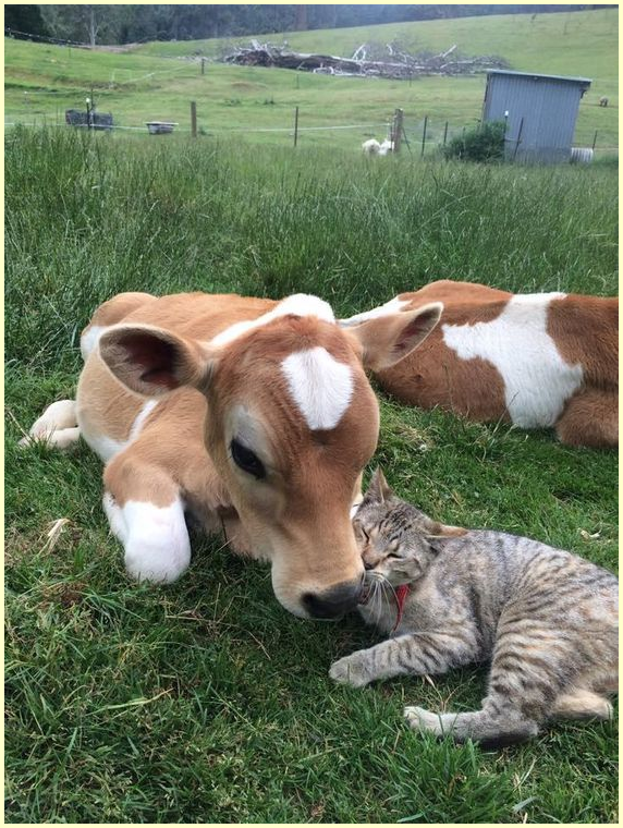zcatcalf.png