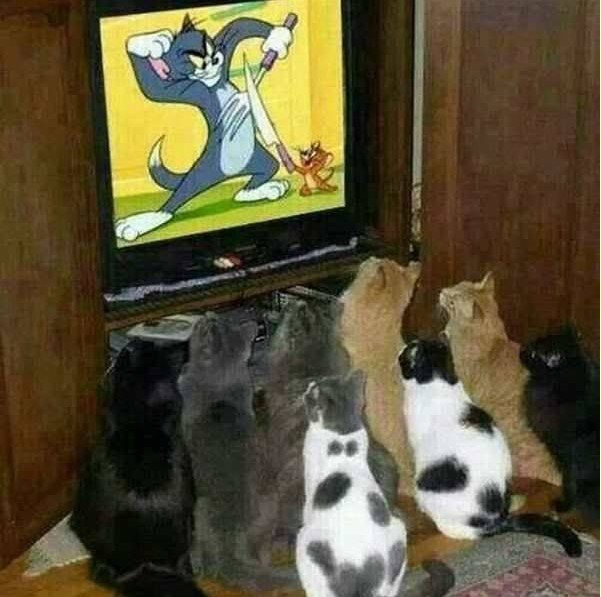 zcats.jpg
