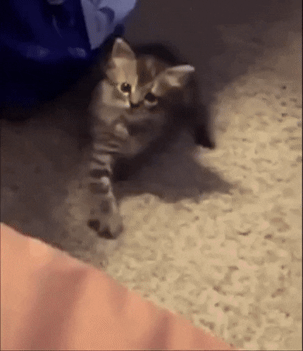 zcomehere.gif