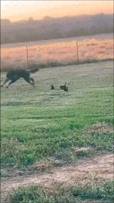 zdogandkittens2.gif