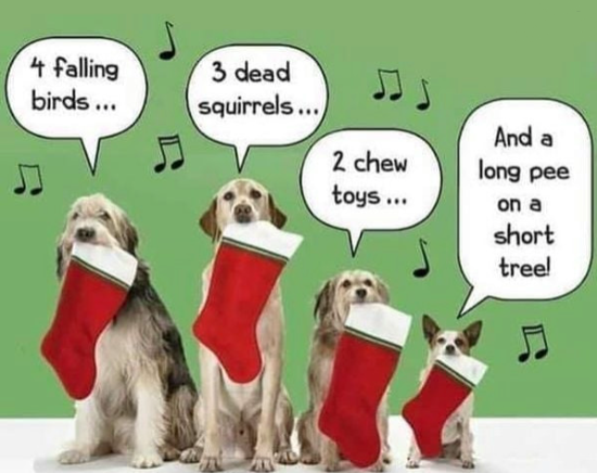 zdogs.png
