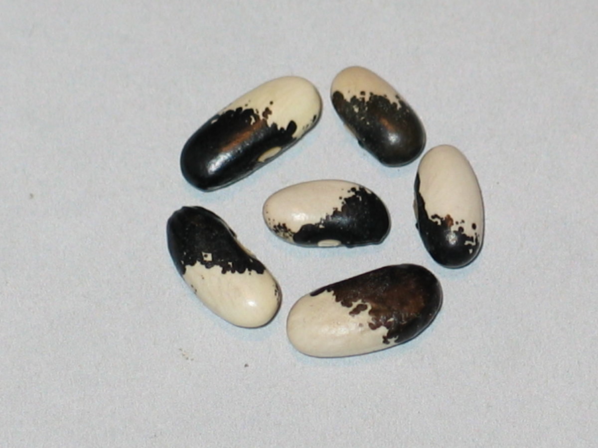 Zenadaia Costavaia.jpg