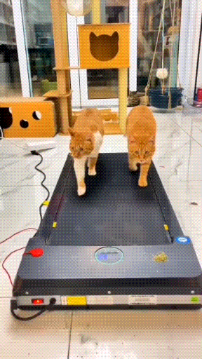 zexercise.gif