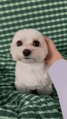 zHear.gif