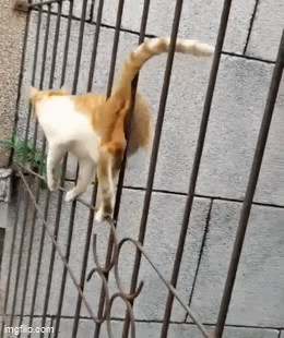 zHiWire.gif
