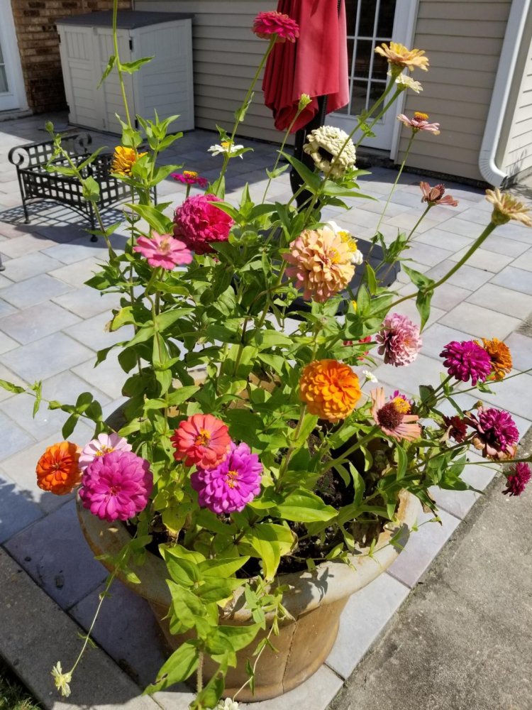 zinnia colors.jpg