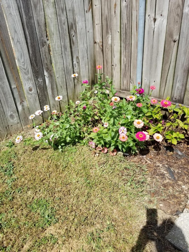 Zinnia Corner.jpg