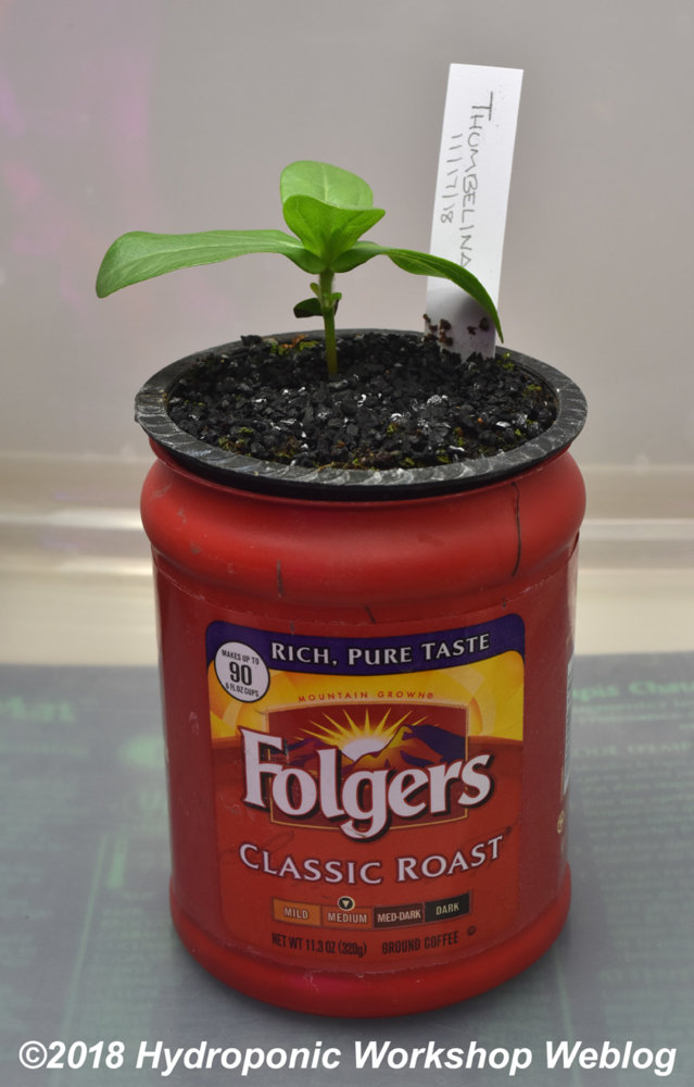 Zinnia.jpg