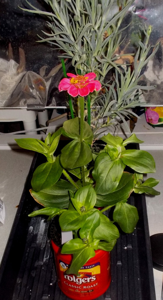 Zinnia.jpg