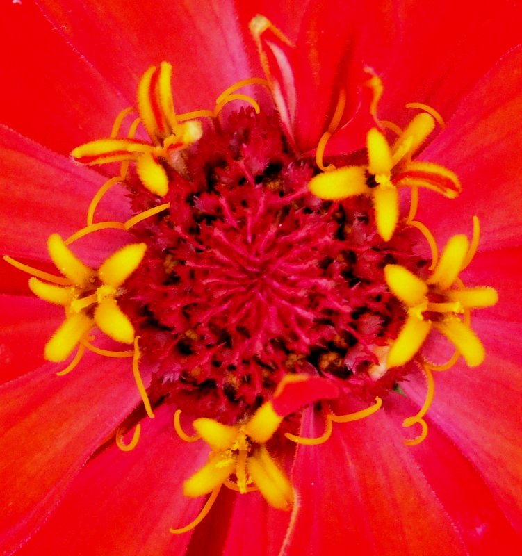 Zinniaa Pulcino.jpg