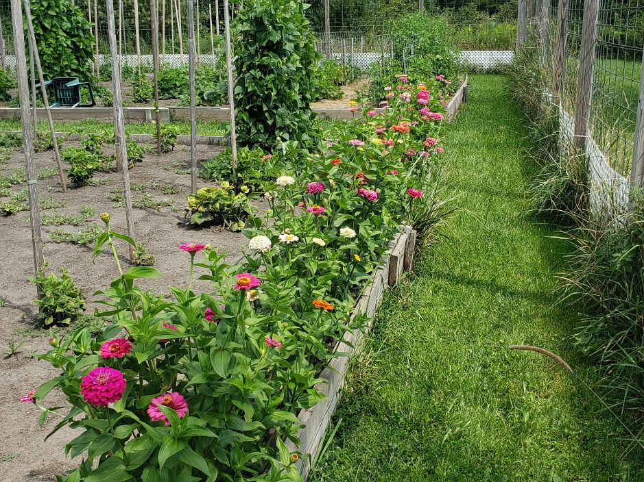 Zinnias 2023 Pleasant Valley #5.jpg