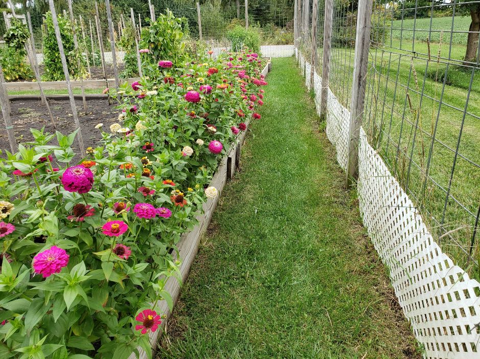 Zinnias 2023 Pleasant Valley #6.jpg