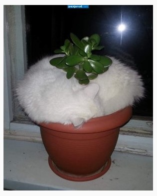 zjade plant.jpg