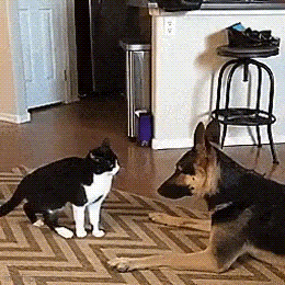 zkiller.gif